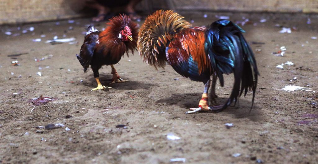cock betting games