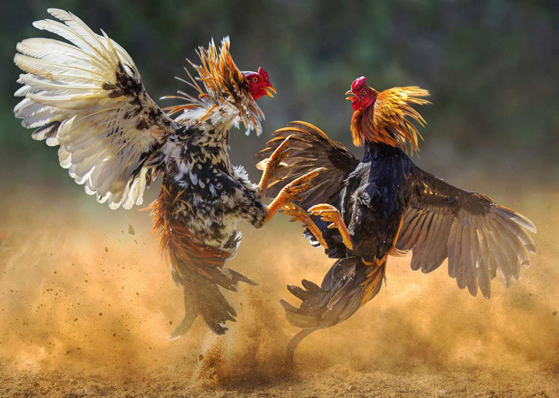 Cockfight Betting Website